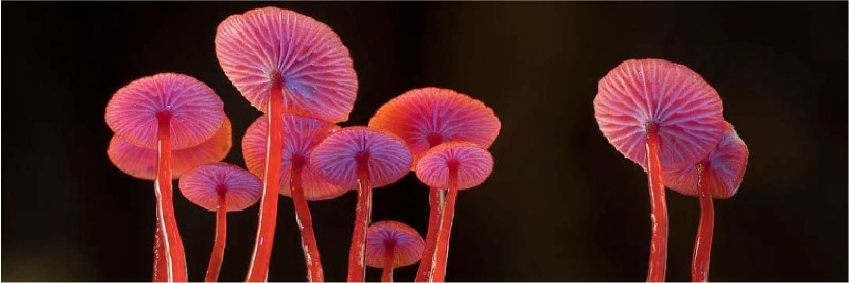 Fungi_Web Life_Banner